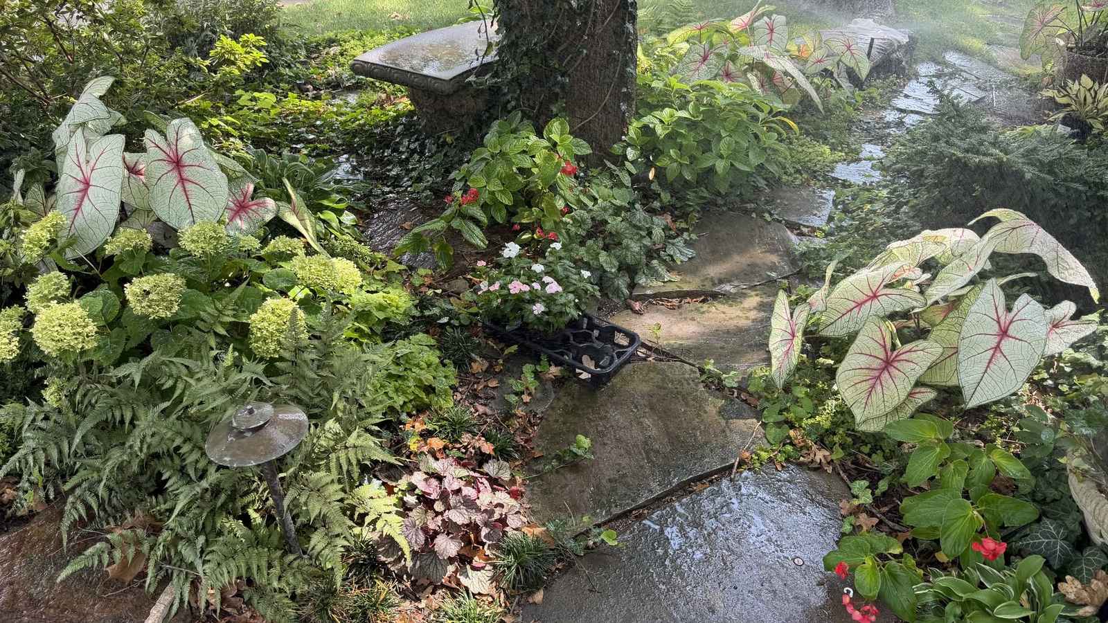 Garden bed of caladiums, ferns and flowers around a tree trunk, with sprinkler spray misting the beds and wet flagstone underfoot.