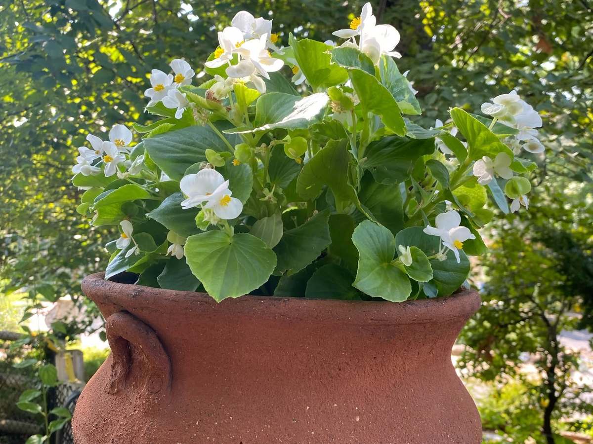 White begonias blooming in a terracotta planter beside leafy shrubs.