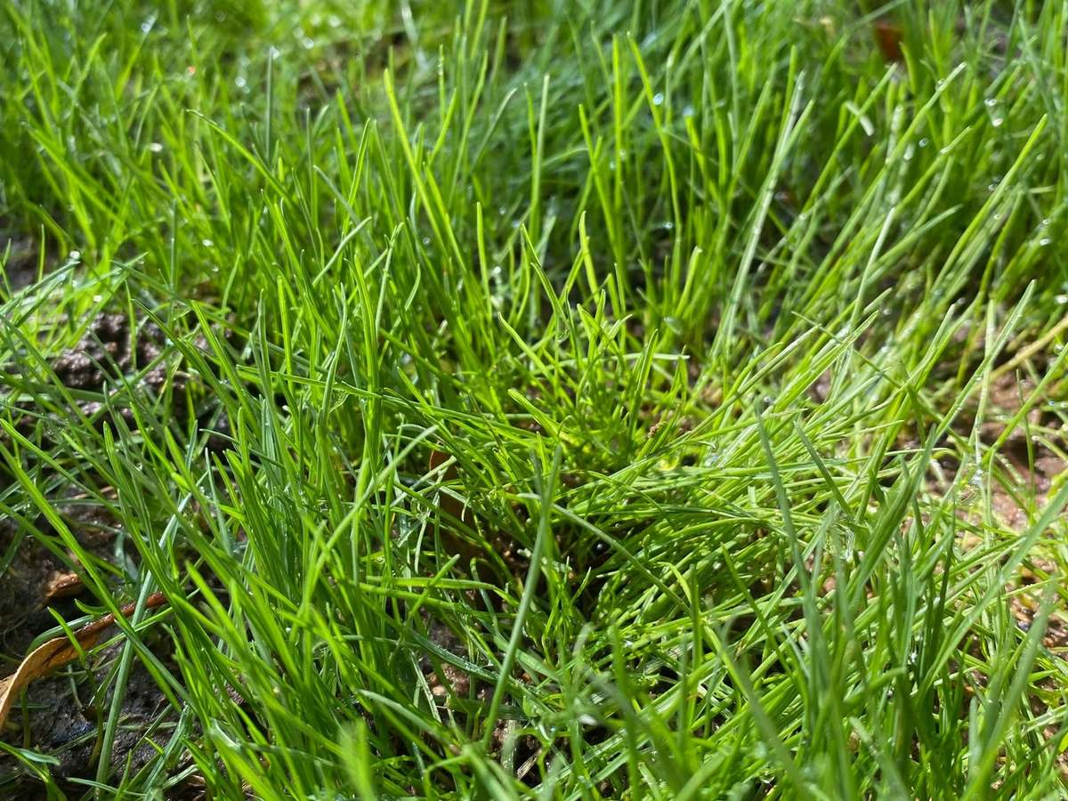 Close view of thick, fine-bladed green grass along the edge of a bed.