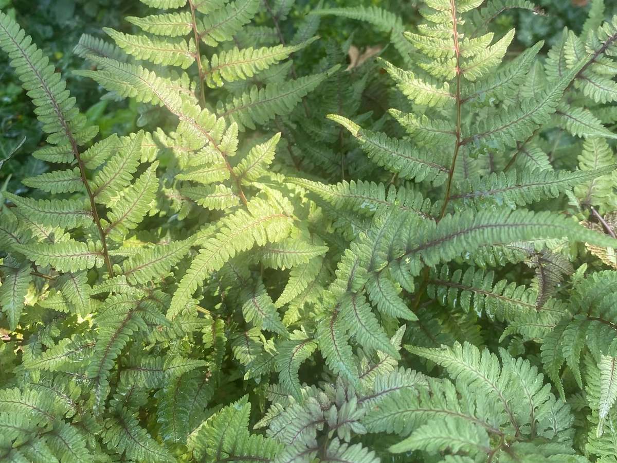 Dense ferns with a few pink blooms behind them in a shaded garden bed.